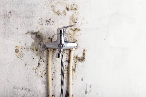Best Same-Day Mold Removal  in Desloge, MO