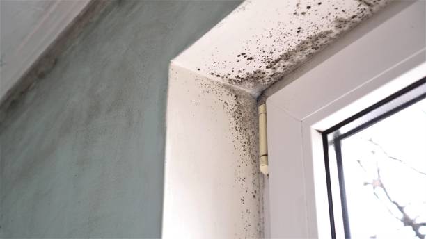 Best Commercial Mold Removal  in Desloge, MO