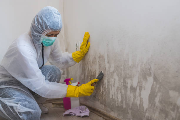 Crawl Space Mold Removal in Desloge, MO