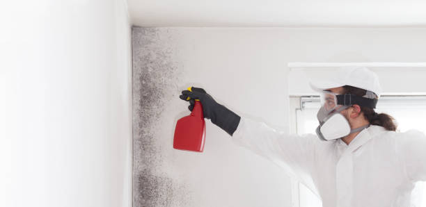 Best Mold Cleaning Services  in Desloge, MO