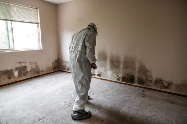 Best Mold Testing  in Desloge, MO