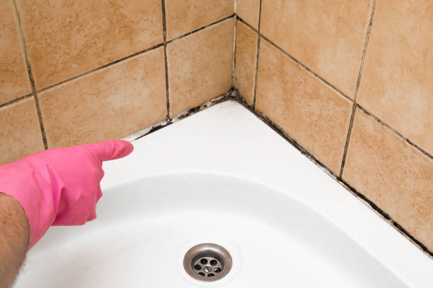 Professional Mold Removal in Desloge, MO